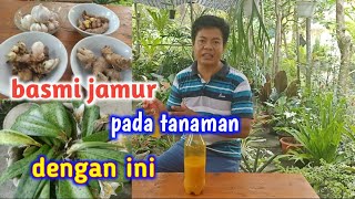 Cara Membuat Fungisida Organik Untuk Basmi Jamur Pada Tanaman