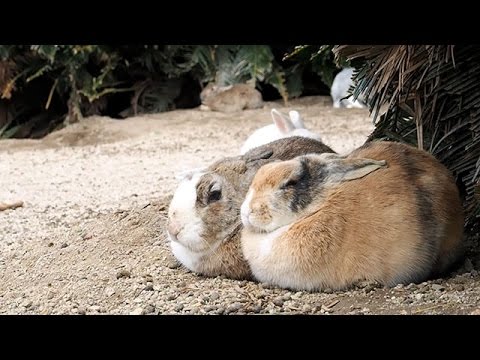 700匹のウサギが住む広島県竹原市の大久野島 - YouTube
