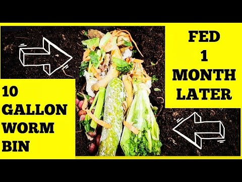 Red Wiggler Worms Get A Well DESERVED Feeding After A Month | 10 Gallon Worm Bin | Vermicomposting