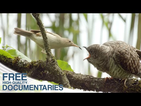 Video: Hoe legt een koekoeksvogel eieren?