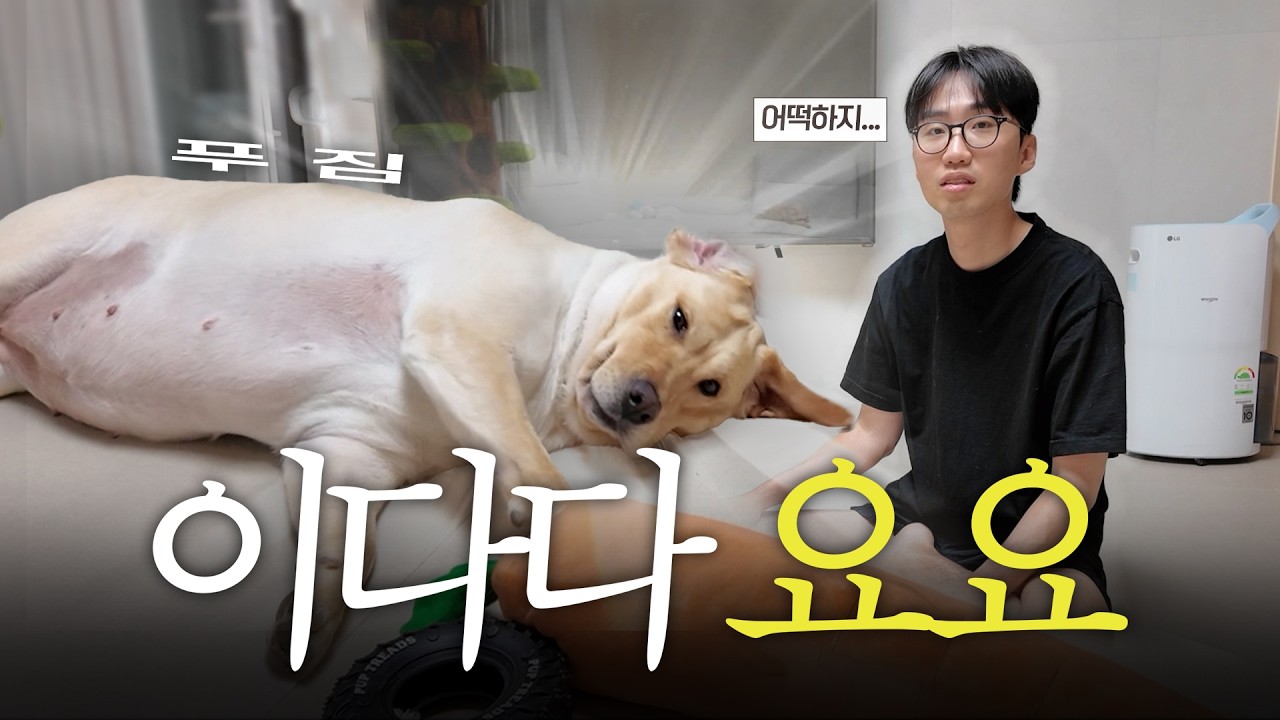 요요 온 강아지 이다다 근황 (물만 먹어도 살찜)
