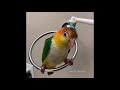 brushing a birb