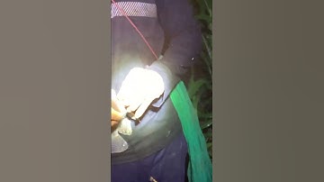 Cắm câu đêm dính rô phi quá đã cả nhà