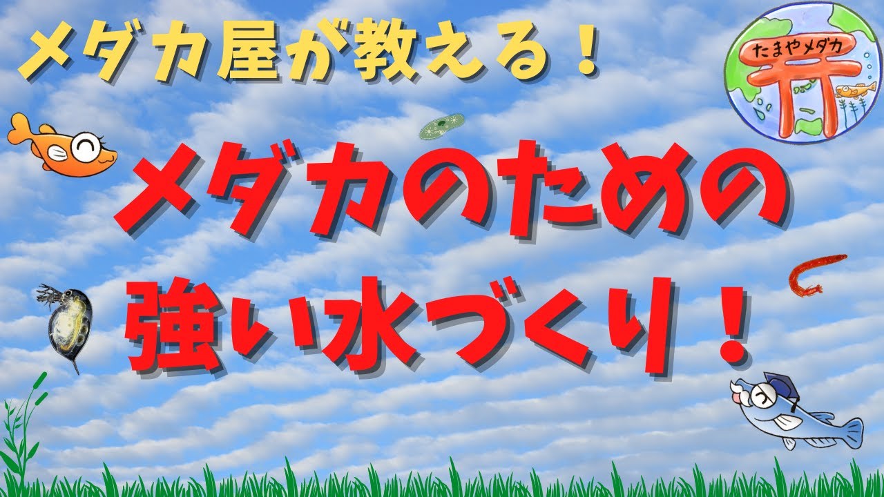 たまや流 目からウロコ メダカのための強い水づくり Youtube