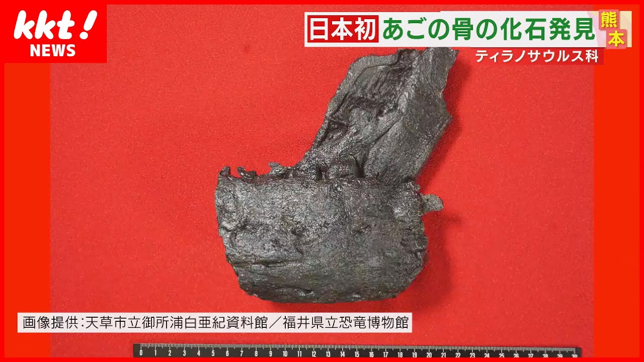 国内初】ティラノサウルス科の恐竜 下あごの骨の化石を熊本で発見
