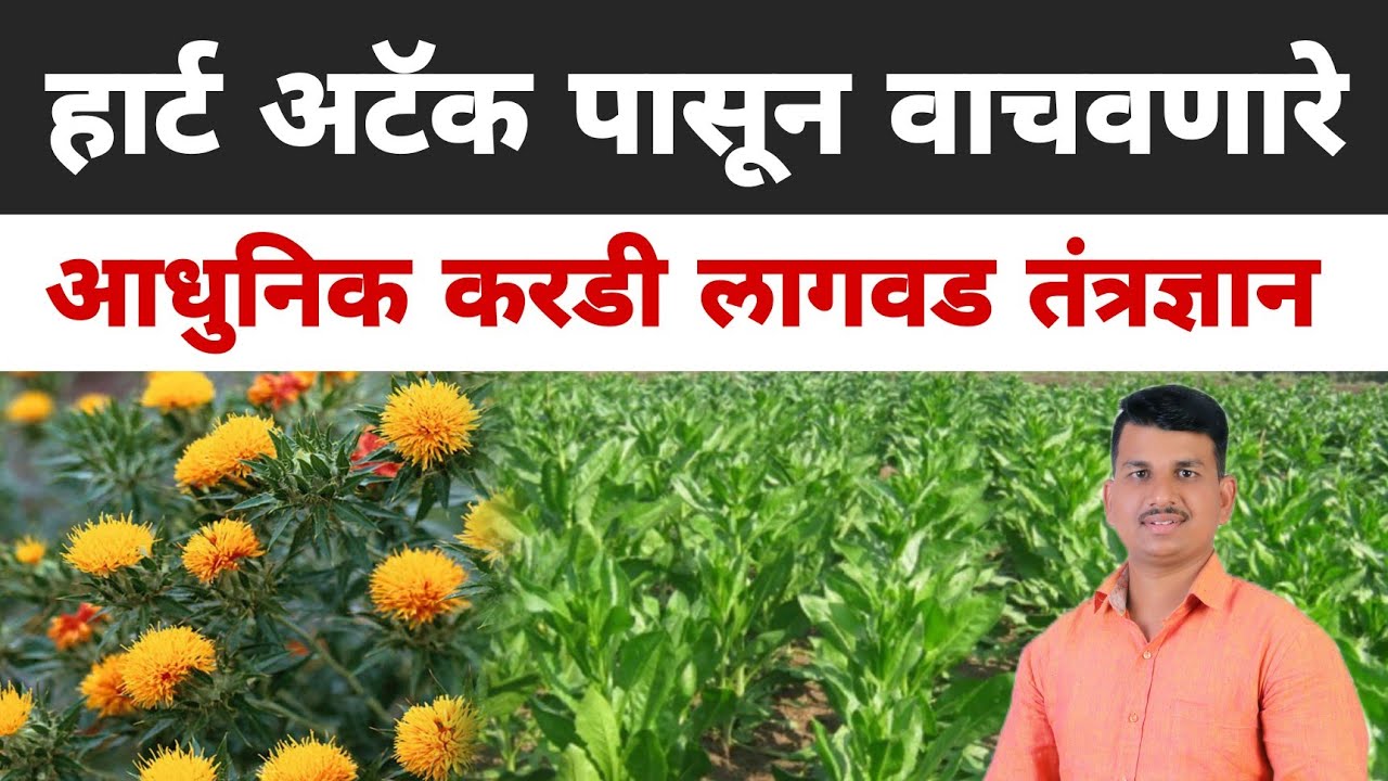 आधुनिक करडी लागवड तंत्रज्ञान | Dnyaneshwar Kharat Patil