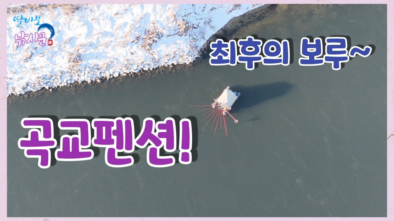 물낚시가 가능하다고? 모든것이 다 얼어붙어도 얼지 않는 그곳으로~ #최후의보루 #곡교천 #가덕리 #석축