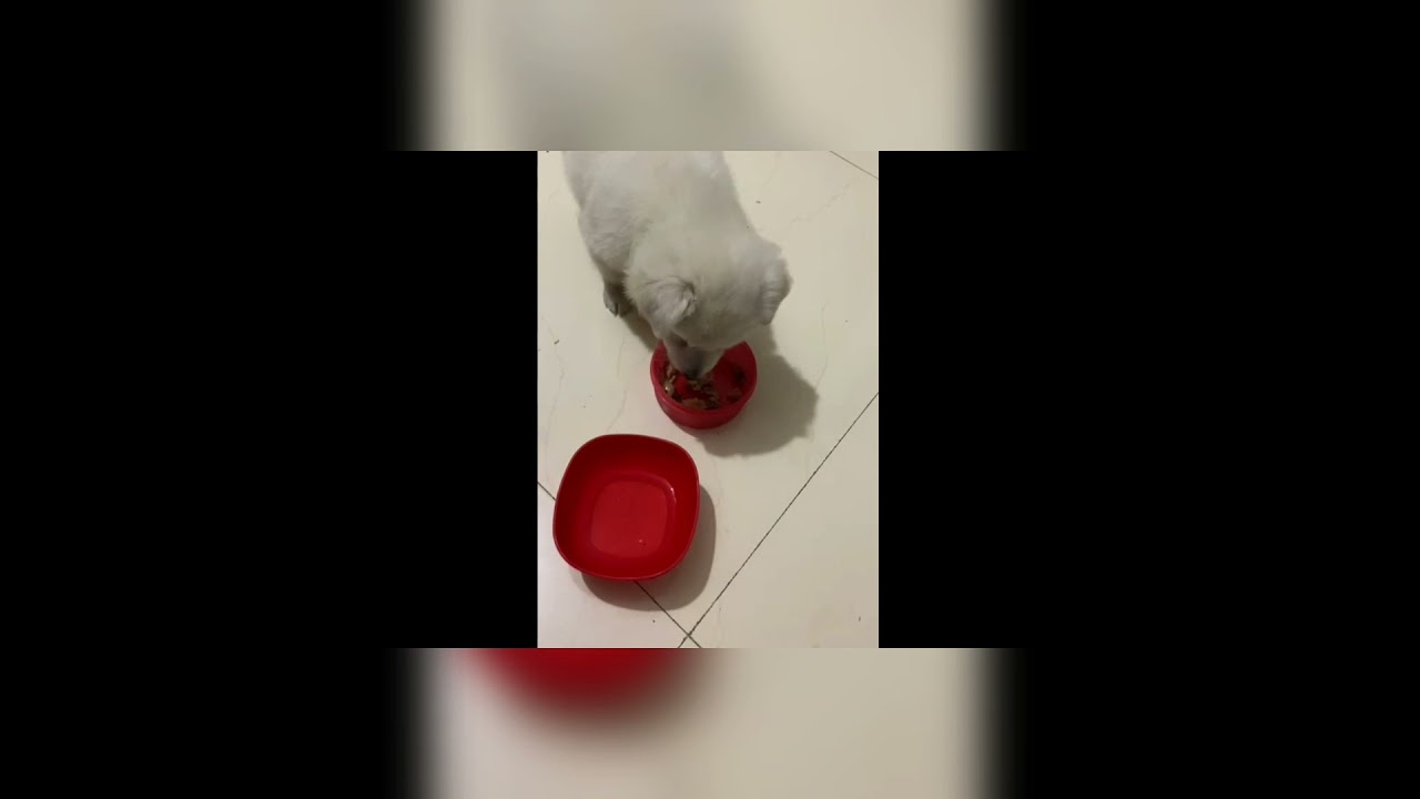 some cute clips of my sweetheart 