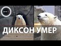 Диксон умер | Самый любимый в России медведь скончался во сне