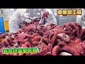韓國人有多愛吃章魚？看他們的章魚加工廠就知道有多驚人了！看完你敢吃嗎？