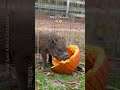 Rescued Pig Tries His First Pumpkin
