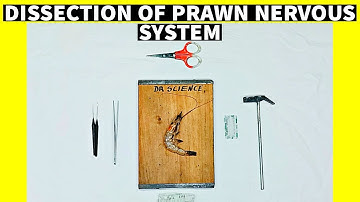 Dissection Of Prawn | Nervous System | Dr Science