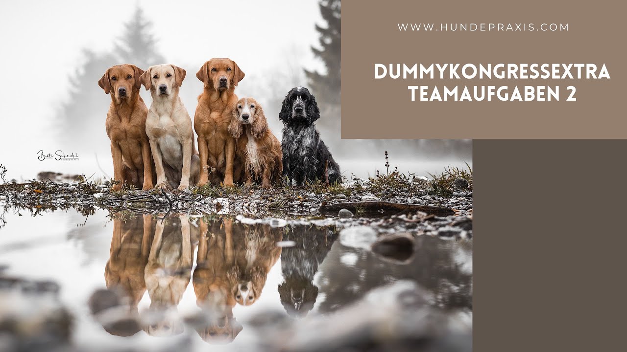 Dummykongress - Teaumaufgabe 2