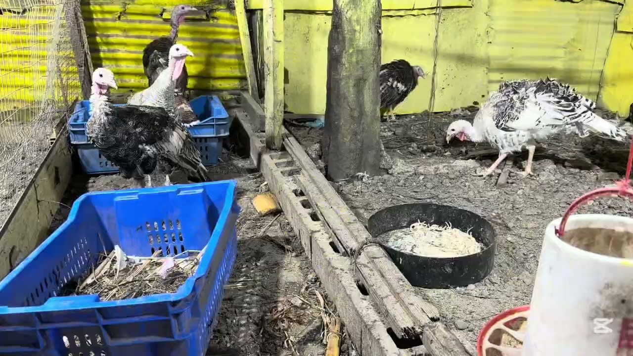 Un paseo por mis aves 🐓 🦆 🦃 🕊️ 🐇 