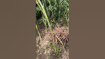 Câu rắn mối tập 1