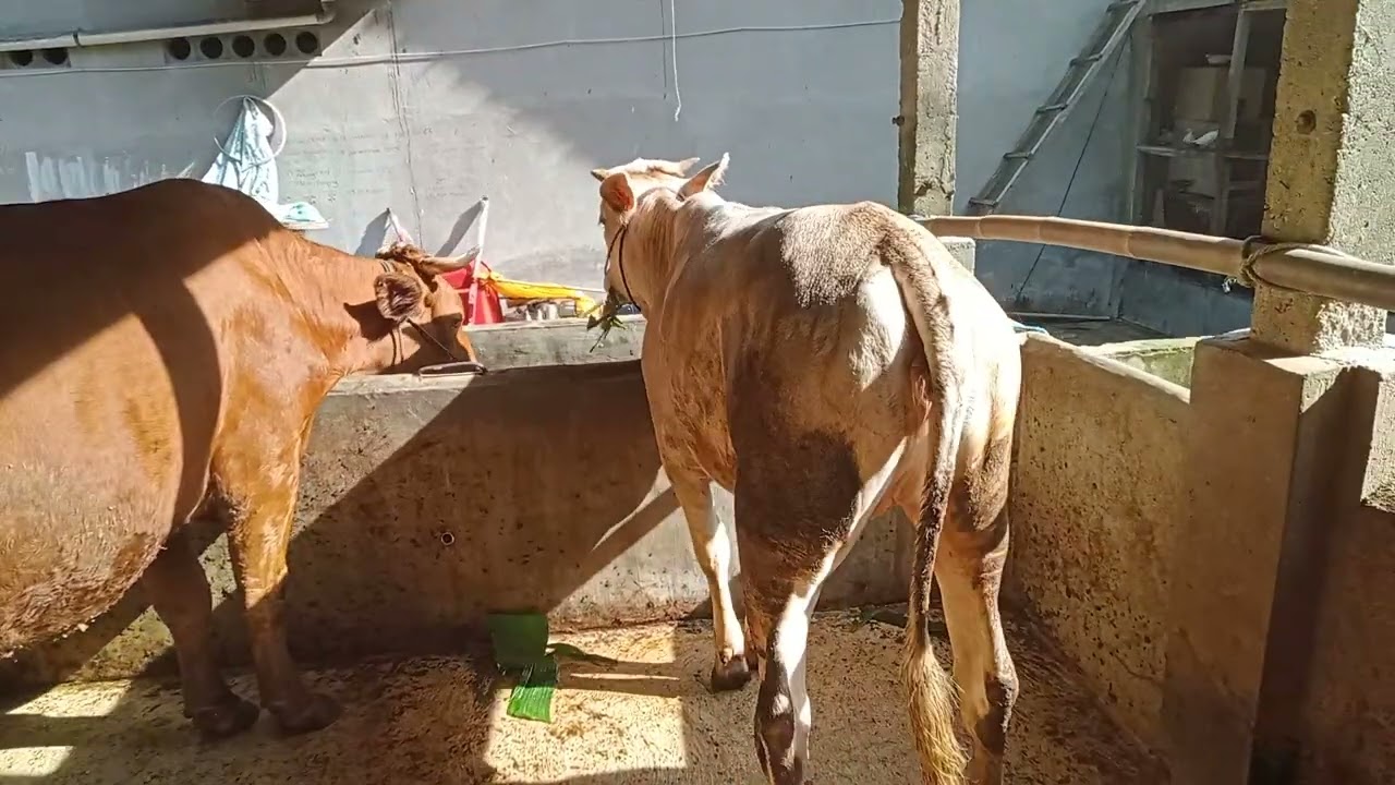 Sapi PO crosing simetal usia 13bln