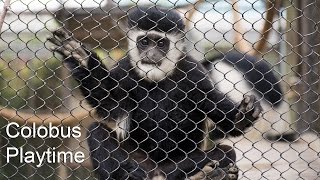 Colobus Playtime