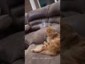 Cat getting scared#cat #cats #cutecat #catlover #catsoftiktok #fyp #foryou #foryoupage #funny #usa