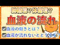 イラストで学ぶ医学！「血液の流れと働きとは？」肺循環と体循環をわかりやすく解説してみた！