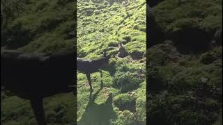 Hare (rabbit 🐇) hunting adventure #rabbit#hunting#wildlife#adventure#unfrezzmyaccount#viral#foryou#