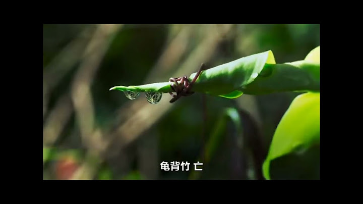臺灣某 探險 隊 到 山區 尋找 臺灣 的 珍貴 植物 他們 順 著 河谷 前進 發現 在 附 圖 中 的 最高 點 出現 千年 難 見 的 玉山 雪蓮 攝影 師 得到 消息 想