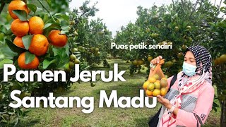 Jeruk Santang Madu – Jeruk Gerga II Petik buah jeruk langsung di kebun