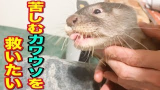 カワウソしゃもじが苦しんでる理由とは？