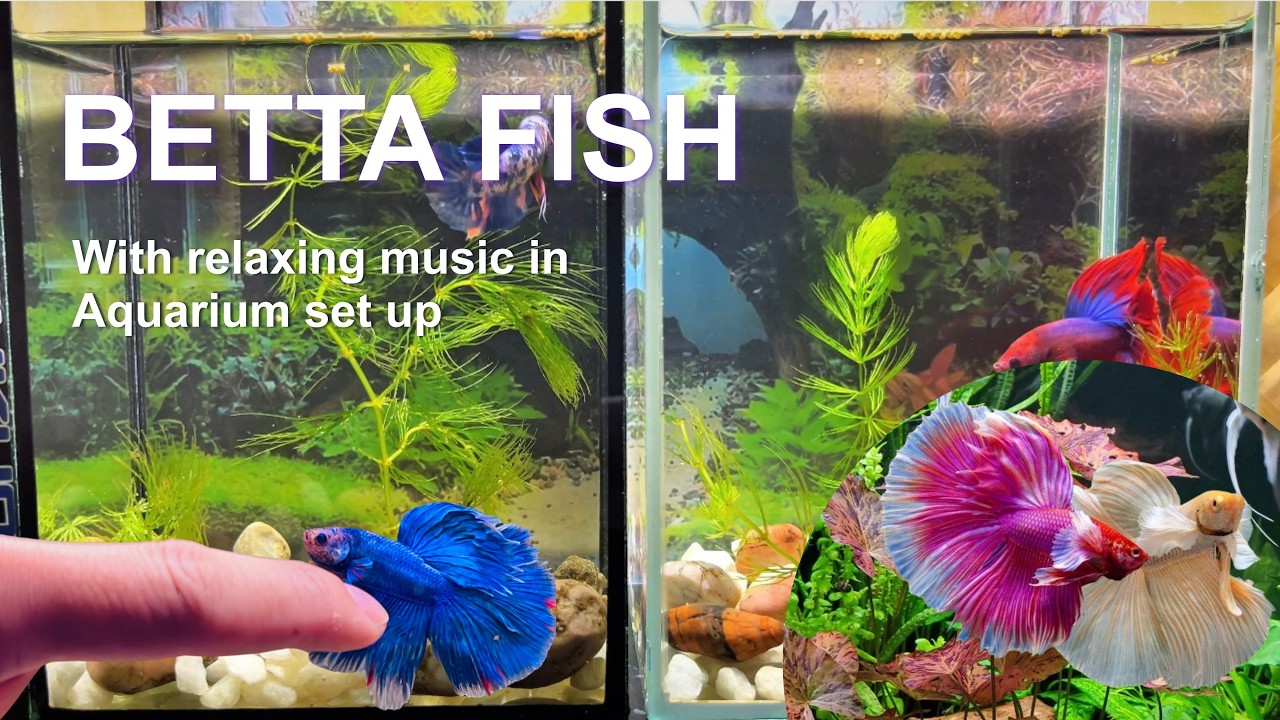 Beautiful Betta Fish Aquarium Setup with Koi Fish, Ranchu Fish, and Tropical Fish