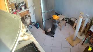 How cats have fun while we can't see them by Hug me! Our favorite cats. 260 views 1 year ago 2 minutes, 33 seconds