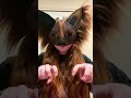 two birds ASL #furry #community #alterhuman #music #therian #fursona #ridge #fyp #asl #signlanguage