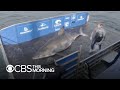 Massive 50yearold great white shark nicknamed queen of the ocean