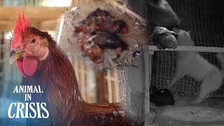 What Murdered 200 Chickens ... Village Lives In Fear l Animal In Crisis Ep 315
