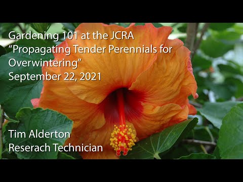 Video: Tender Perennials In The Garden - Ano Ang Tender Perennials
