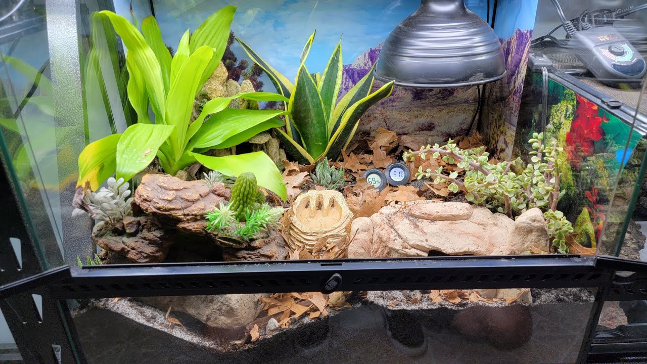 Arid Bioactive Set Up For Knobtail Gecko! - YouTube