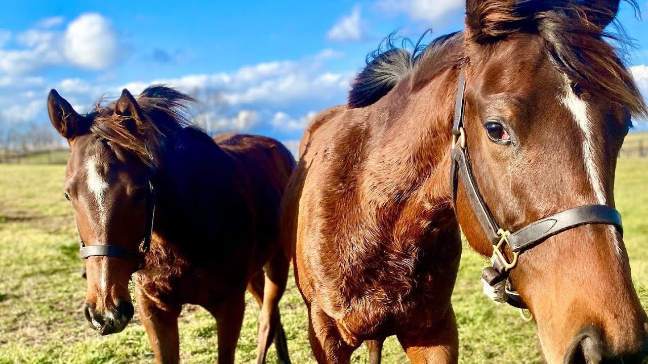subasta de potrillos finos de carreras 