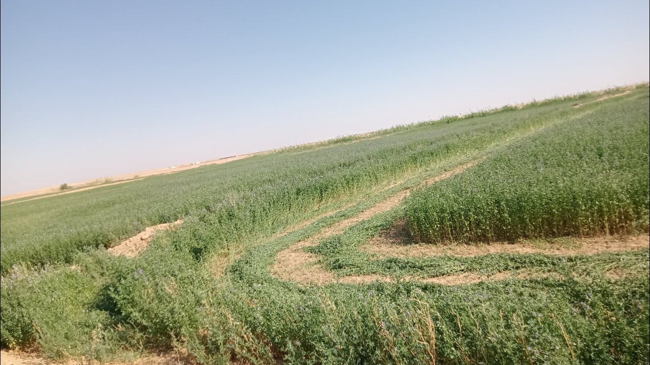 عرض نار 🔥 ربنا يبارك  ....  قطعه اراض 5فدان للبيع خريج السعر لقطه الفرافرة الوادي الجديد قرية الكفاح