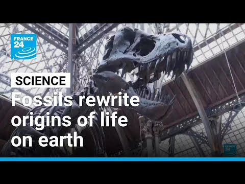 How we came to be: Fossils rewrite origins of life on earth • FRANCE 24 English
