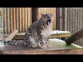 🔴 LIVE at the ZOO: Snow Leopards Valentines Special!