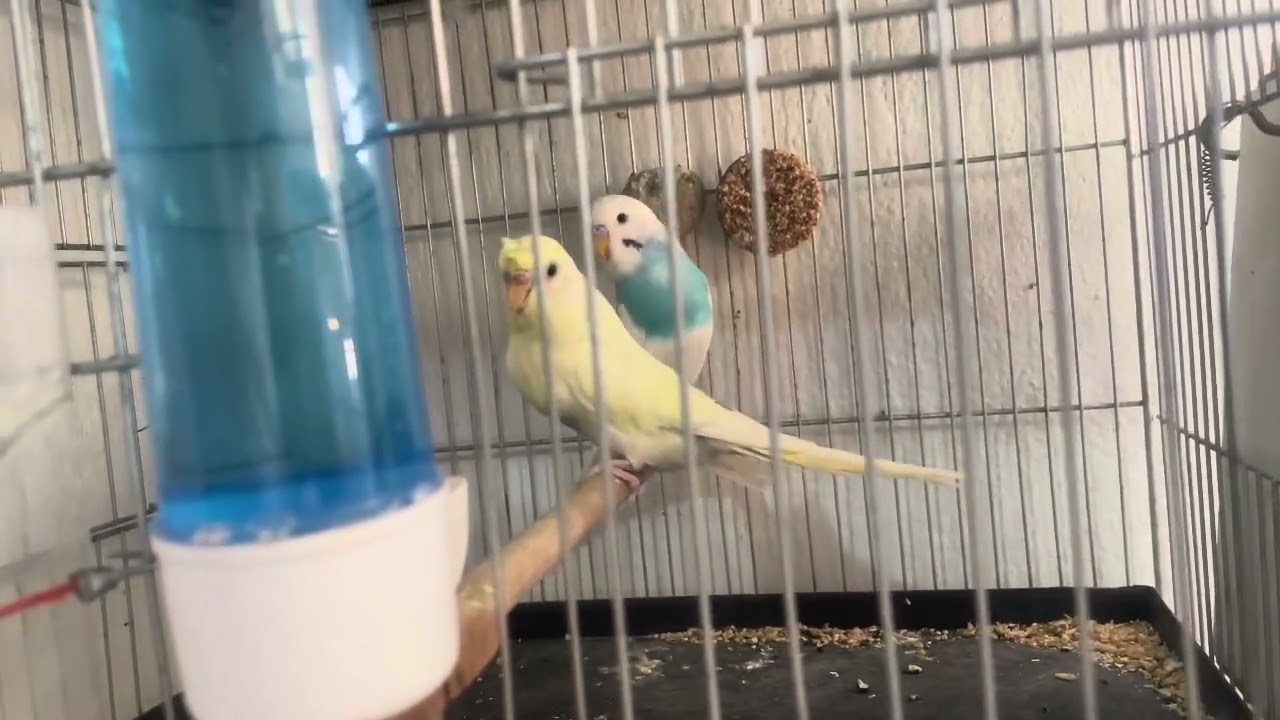 SEZONUN İLK EŞLEMELERİ ~