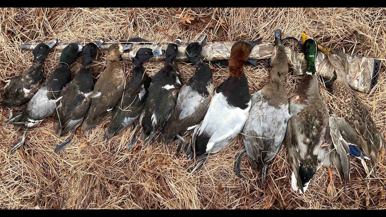 Rare duck hunt! Mixed bag river ducks in the Ouachita National Forest