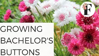 Bachelor Button, 1 bunch, Devoto Gardens