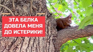 Вена: белки, парки, рестораны и марафон.