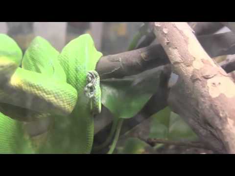 Green Tree Python Caudal Luring