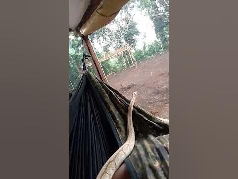 good morning boa#python - YouTube