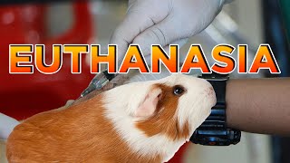 Guinea pig pet euthanasia palliative care with Lyn from Cavy Central by Cavy Central Guinea Pig Rescue with Lyn 2,558 views 1 year ago 15 minutes