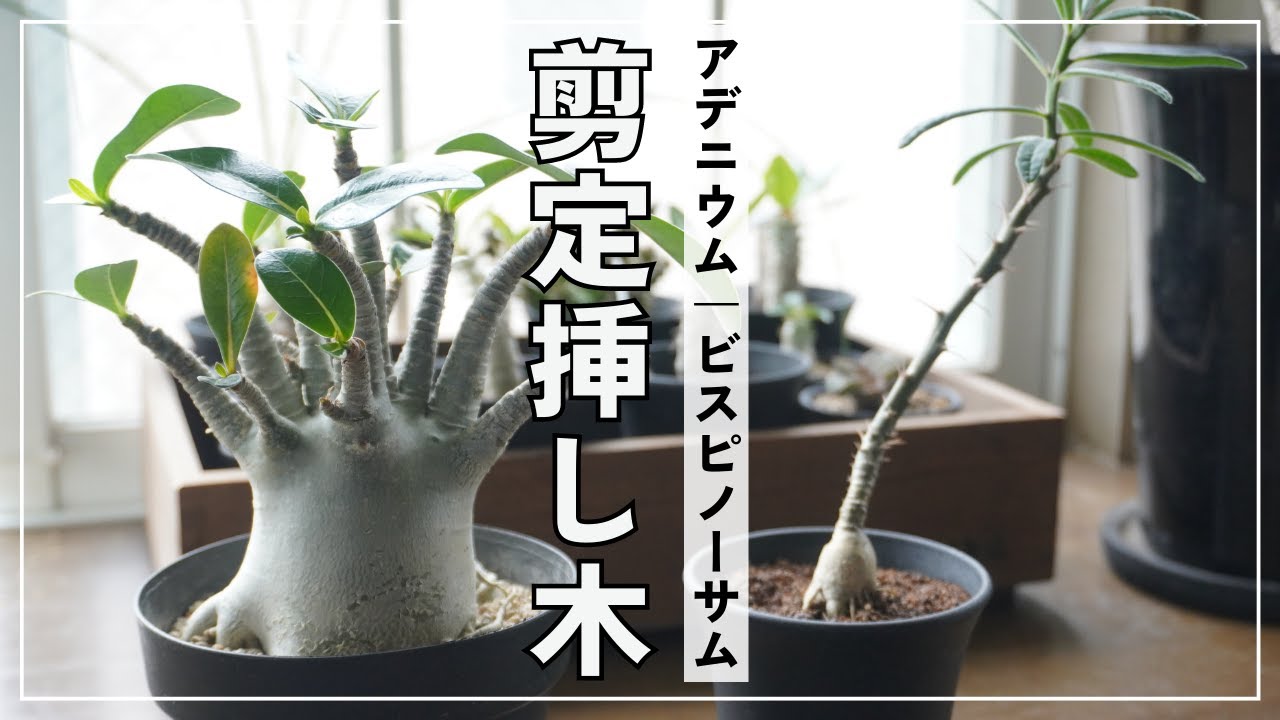 【塊根植物】アデニウム／ビスピノーサムの剪定＆挿し木に挑戦！剪定道具紹介