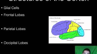 AP Psychology - BioPsych