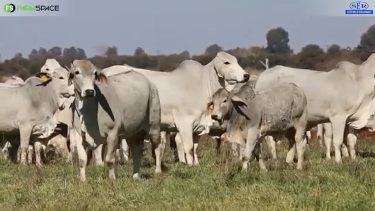 Serfbred Brahmane glo in die beste bulle en streng seleksie.