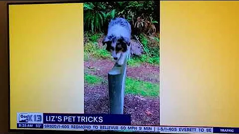 Palooka the Aussie Walking the Bar on Liz's Pet Tr...