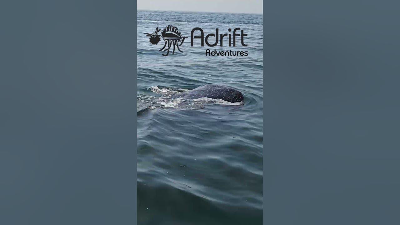 2023 Destin Whale sharks! #destin #florida #shark #deepsea #ocean #